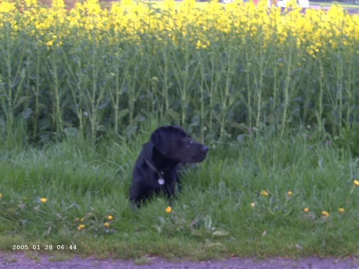 Blanding af racer Balou billede 18