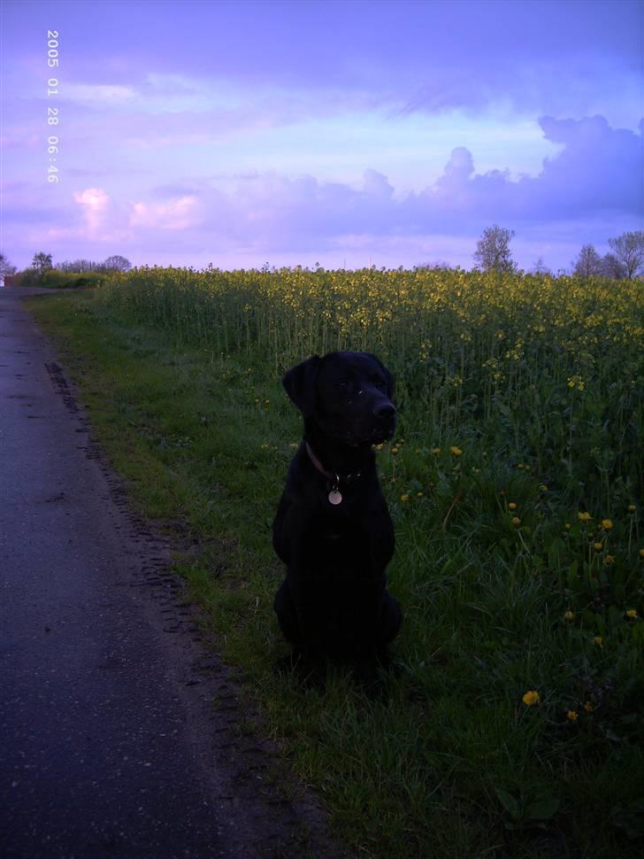 Blanding af racer Balou billede 19