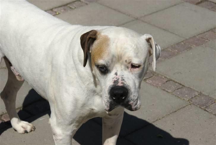 Amerikansk bulldog Buster *R*I*P billede 1