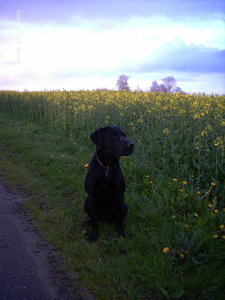 Blanding af racer Balou billede 20