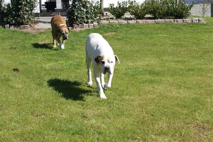 Amerikansk bulldog Buster *R*I*P billede 2