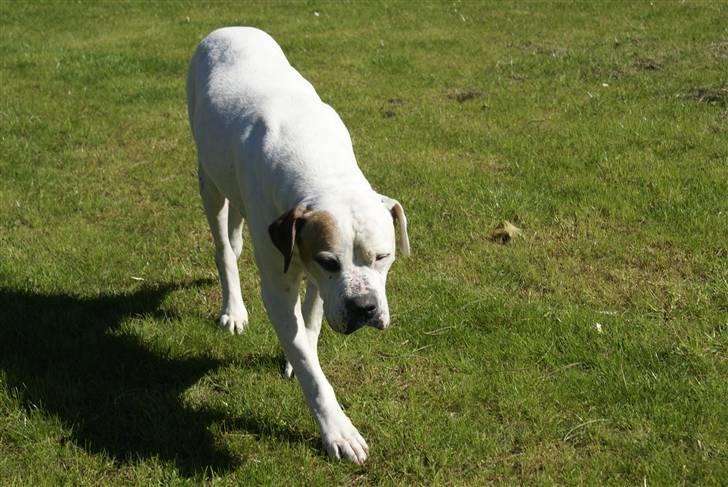 Amerikansk bulldog Buster *R*I*P billede 3