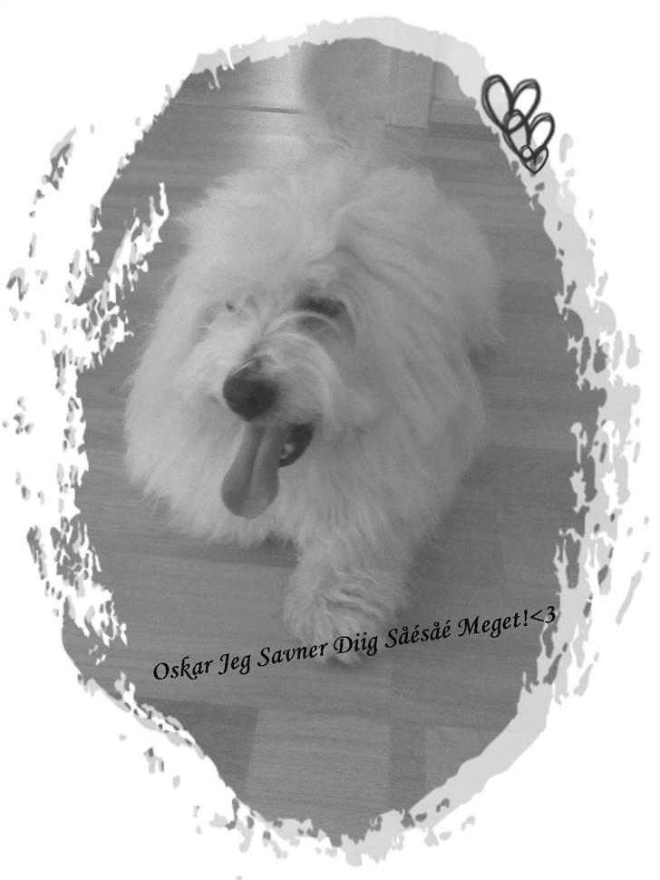 Coton de tulear Oscar<3 - Min Dejlige Skønne Hund (; <3 billede 1