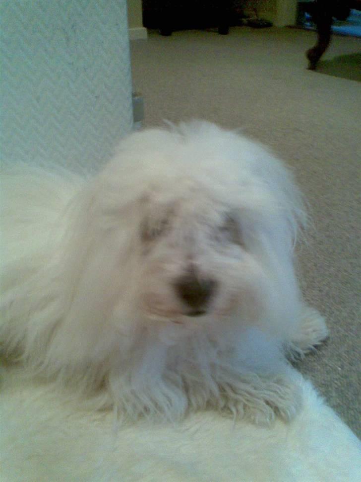 Coton de tulear Oscar<3 - ???? billede 2