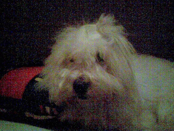 Coton de tulear Oscar<3 - Fuck Ikke Kigge Er Lige Vånet billede 3