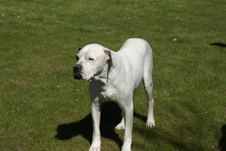 Amerikansk bulldog Buster *R*I*P billede 4