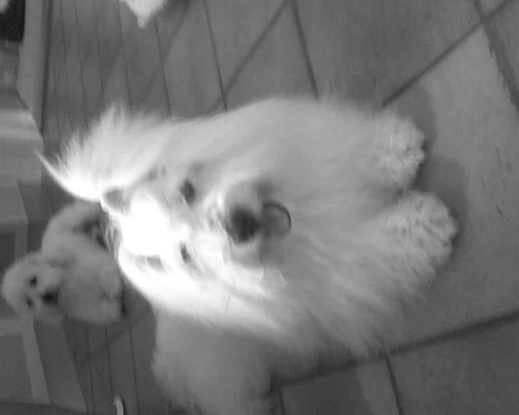 Coton de tulear Oscar<3 - Igen Miiq :P billede 5