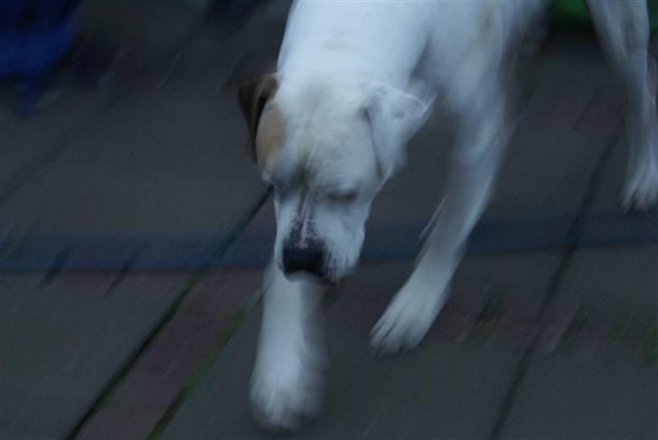 Amerikansk bulldog Buster *R*I*P billede 5