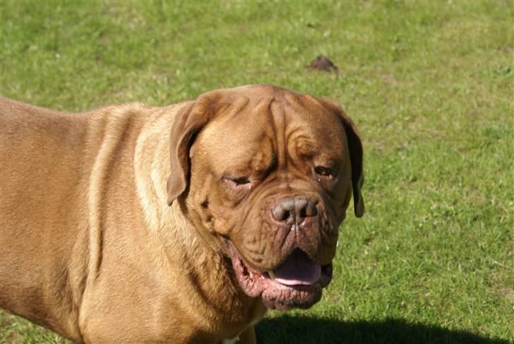 Dogue de bordeaux Cæsar R.I.P billede 1