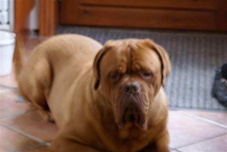 Dogue de bordeaux Cæsar R.I.P billede 2