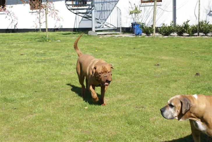 Dogue de bordeaux Cæsar R.I.P billede 3