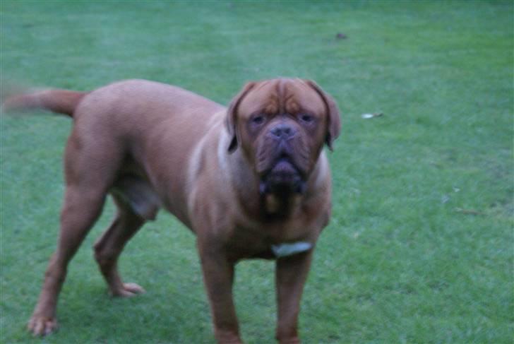 Dogue de bordeaux Cæsar R.I.P billede 4
