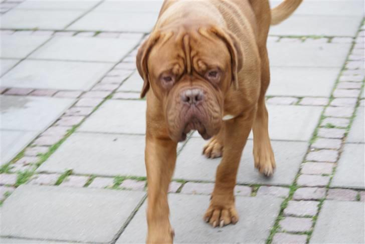 Dogue de bordeaux Cæsar R.I.P billede 5