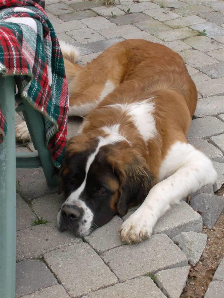 Sankt bernhardshund BULLER billede 7