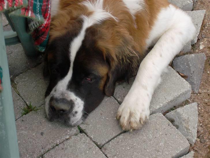 Sankt bernhardshund BULLER billede 8