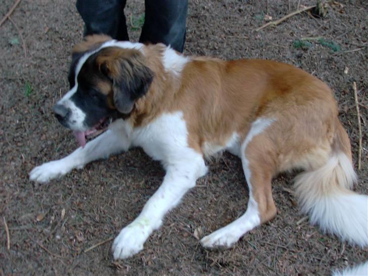 Sankt bernhardshund BULLER billede 9
