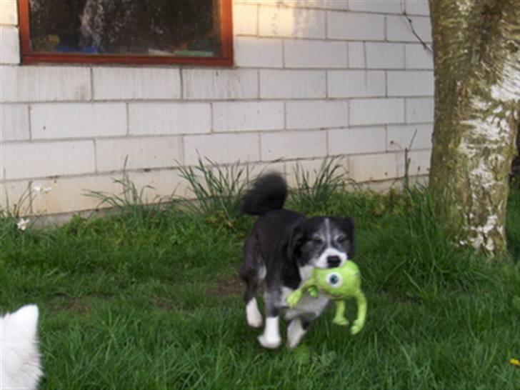 Blanding af racer marco billede 4