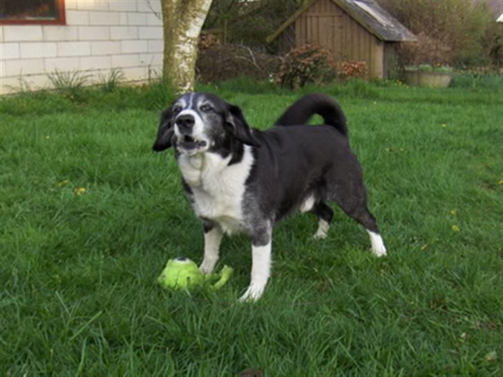 Blanding af racer marco billede 5