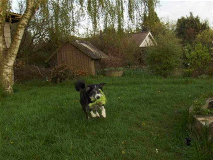 Blanding af racer marco billede 6