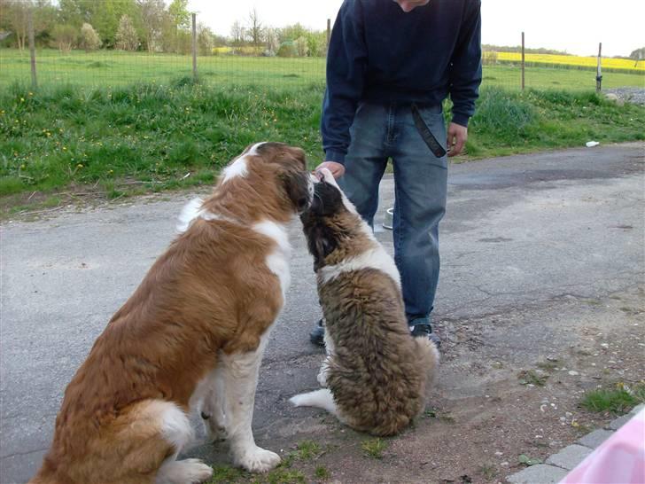 Sankt bernhardshund BULLER billede 10