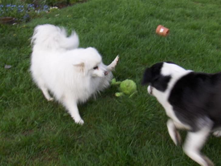 Blanding af racer marco billede 7