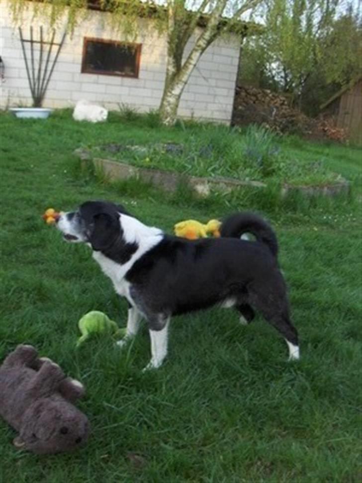 Blanding af racer marco billede 8