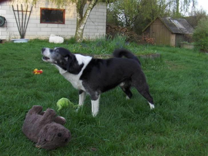 Blanding af racer marco billede 9