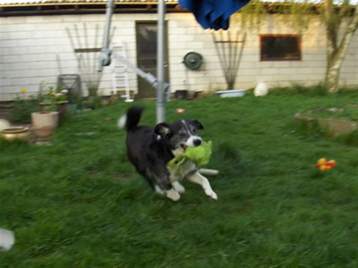 Blanding af racer marco billede 10