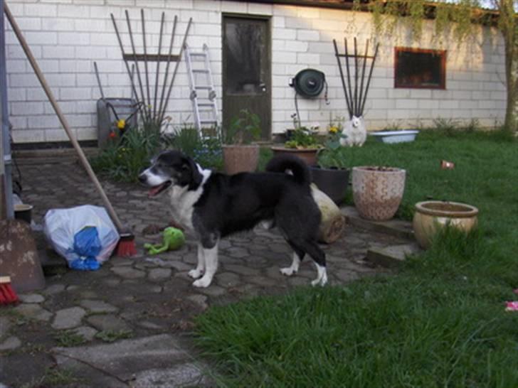 Blanding af racer marco billede 11