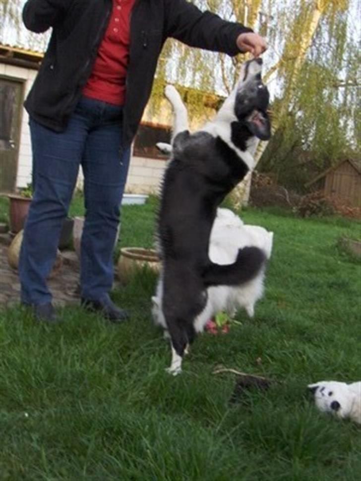 Blanding af racer marco billede 12