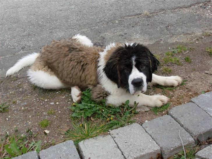 Sankt bernhardshund Nanna (Aflivet 060808) billede 1