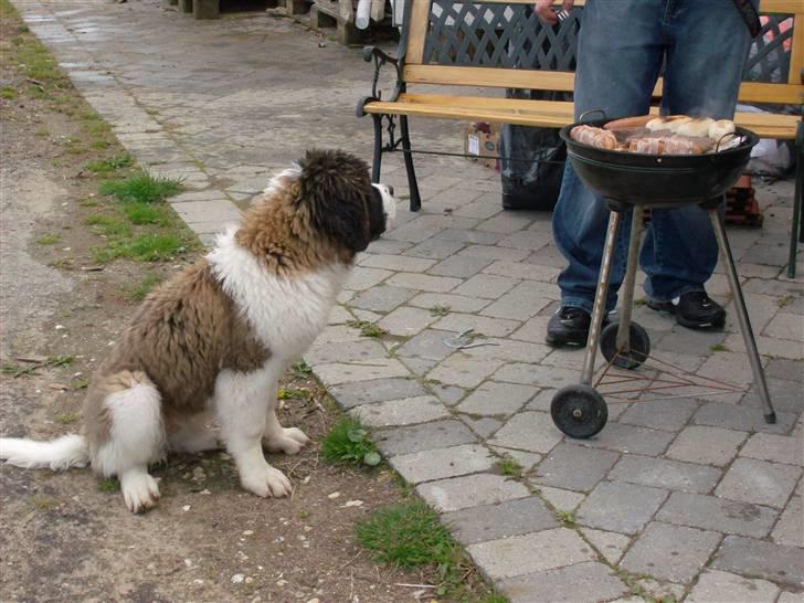 Sankt bernhardshund Nanna (Aflivet 060808) billede 2