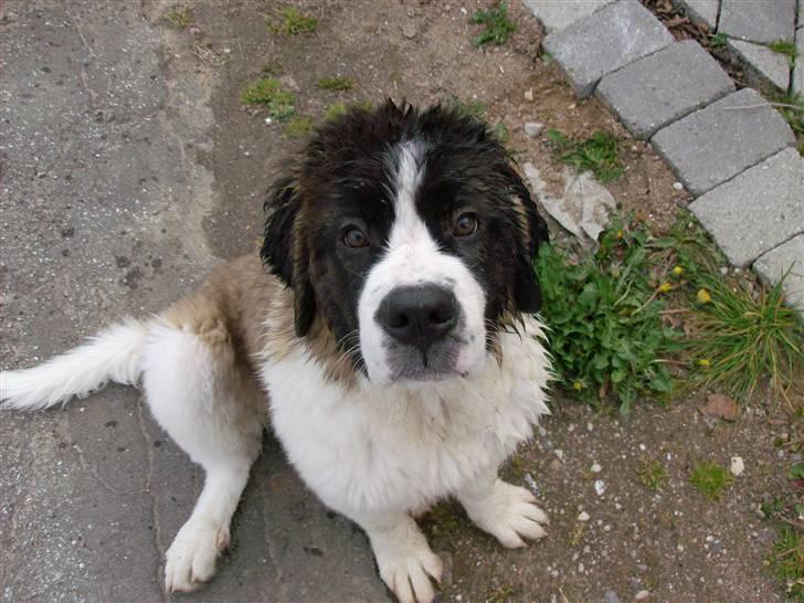Sankt bernhardshund Nanna (Aflivet 060808) billede 3