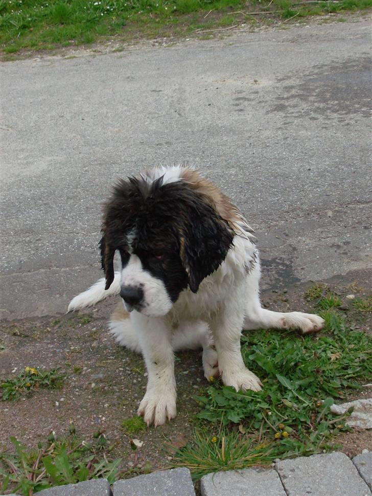 Sankt bernhardshund Nanna (Aflivet 060808) billede 4