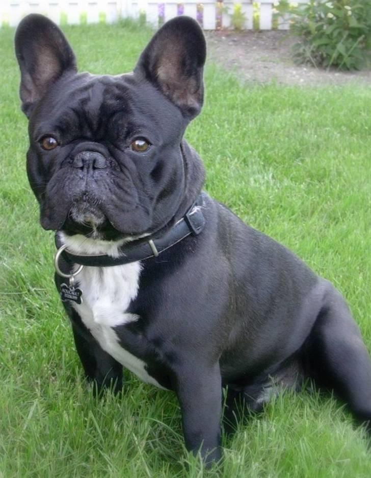 Fransk bulldog 'Foucault' R.I.P. 2010 - Foucault,1 år gammel billede 1