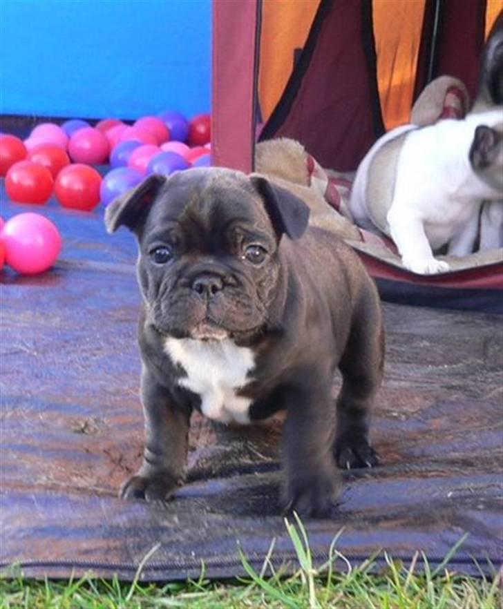 Fransk bulldog 'Foucault' R.I.P. 2010 billede 2