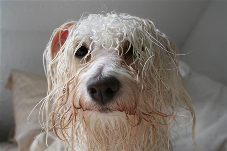 Coton de tulear Super Carla billede 15