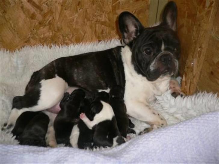 Fransk bulldog 'Foucault' R.I.P. 2010 - Her er vi 3 dage gammel og får en tår mælk hos mor Carla billede 3
