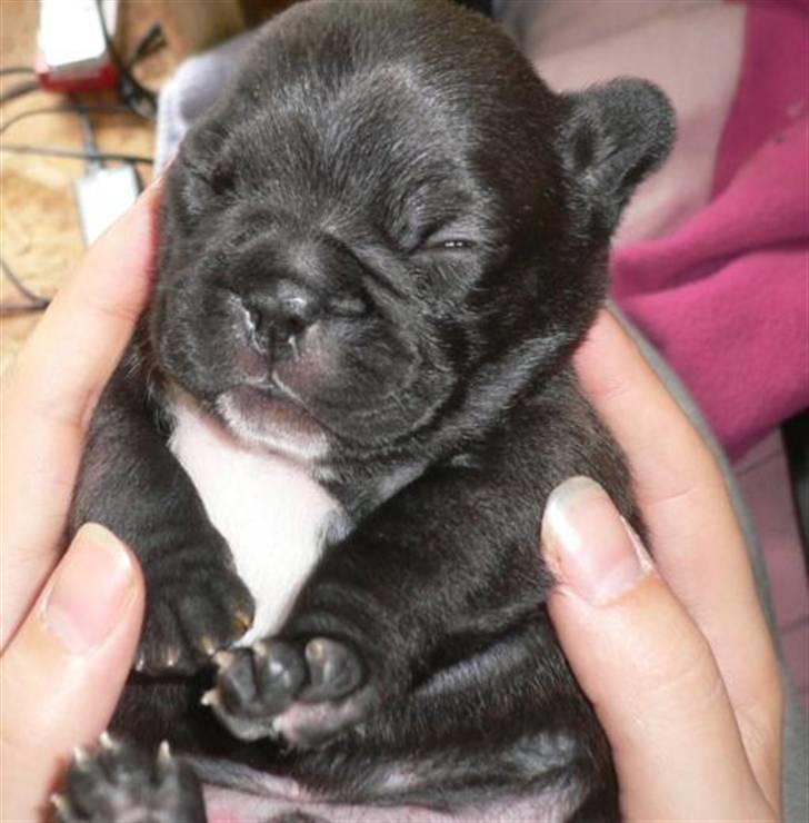 Fransk bulldog 'Foucault' R.I.P. 2010 - 17 dage gammel og passer lige ind i et par hænder billede 4