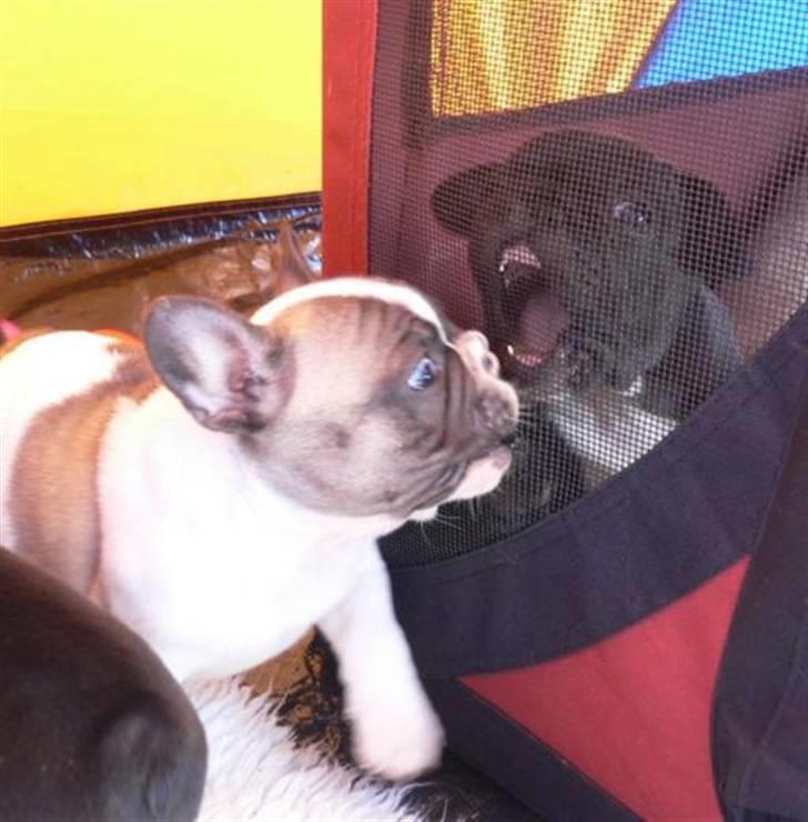 Fransk bulldog 'Foucault' R.I.P. 2010 - Hey søster - jeg er en farlig hund! Men hov, er der et net imellem os? billede 6
