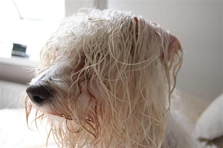 Coton de tulear Super Carla billede 16