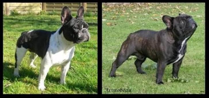 Fransk bulldog 'Foucault' R.I.P. 2010 - Min mor Carla og min far Jarl billede 7
