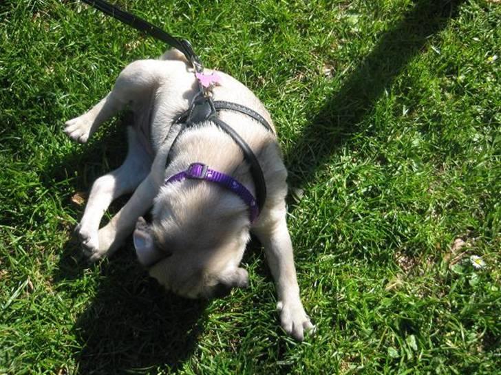 Mops Pepsi billede 2