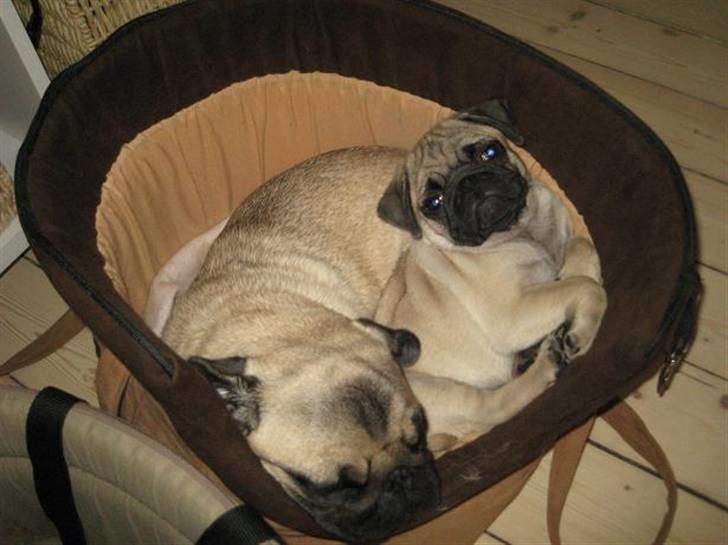 Mops Pepsi billede 3