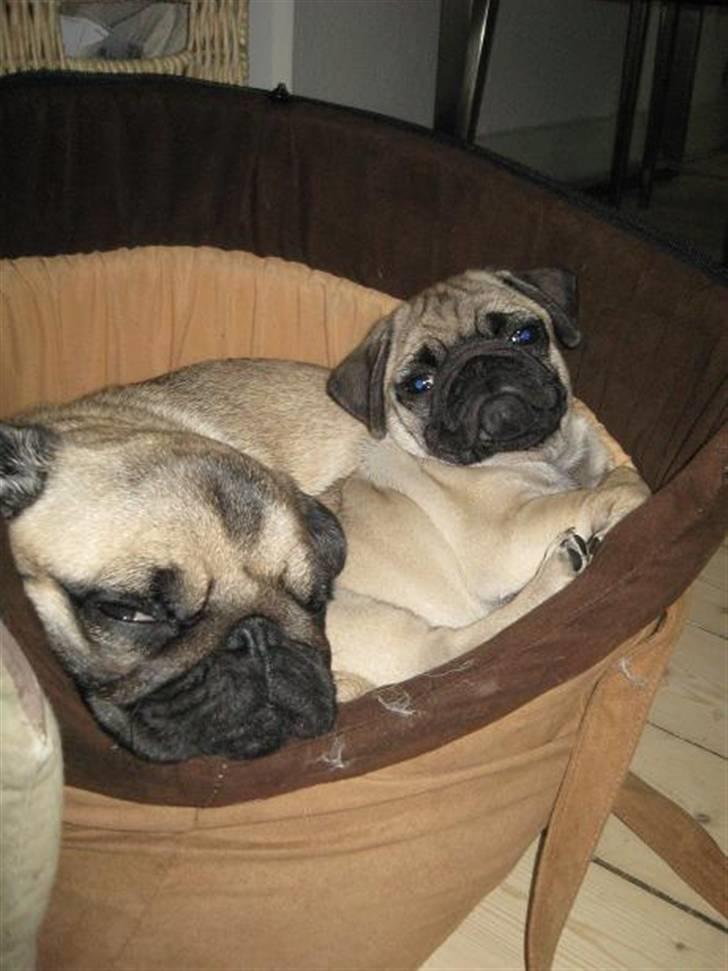 Mops Pepsi billede 4