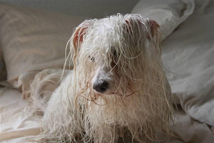 Coton de tulear Super Carla billede 17