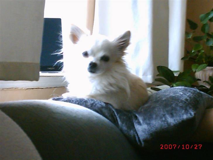 Chihuahua sigurd billede 1