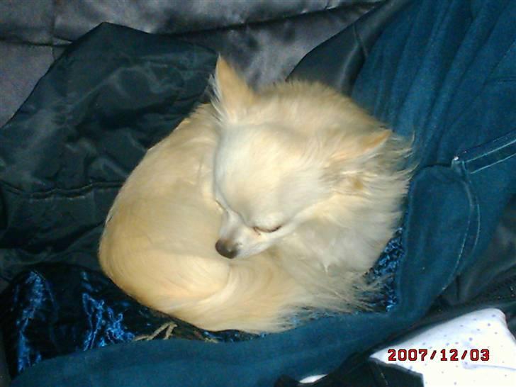 Chihuahua sigurd billede 2