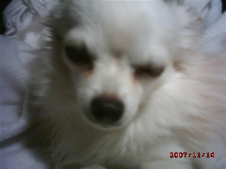 Chihuahua sigurd billede 3