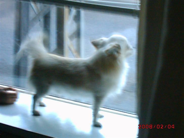 Chihuahua sigurd billede 4